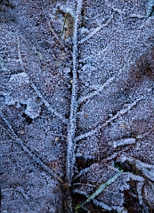 Frosty Leaf 22-7176